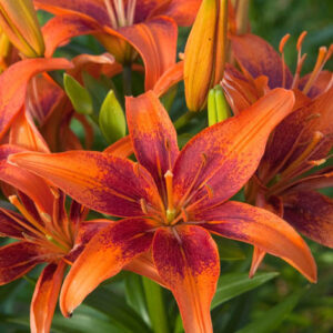 Lilium 'Uguns Lapsa'