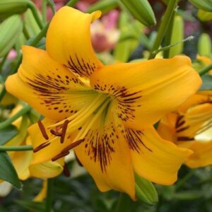 Lilium 'Yellow Bruse'