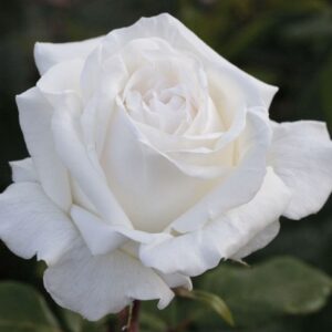 Pierre Arditi® / Roger Whittaker®