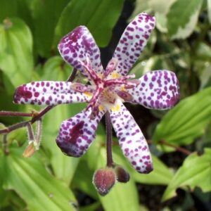Tricyrtis 'Empress' UUS!