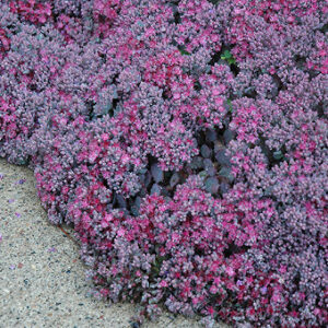 Sedum cauticola 'Lidakense'