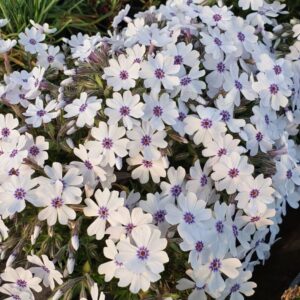 Phlox subulata 'Bavaria'; nõeljalehine leeklill 'Bavaria'