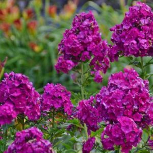 Phlox paniculata 'Nicky' / 'Düsterlohe'; aed-leeklill 'Nicky' / 'Düsterlohe'