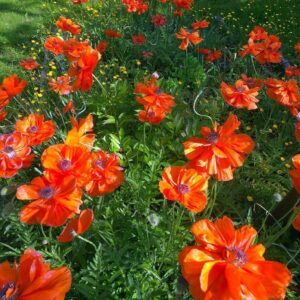 Papaver orientale 'Orange Glow'; idamagun 'Orange Glow'