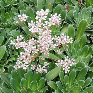 Saxifraga cotyledon 'Southside Seedling' UUS!