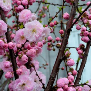 Prunus triloba 'Multiplex'