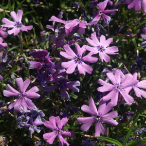 Phlox subulata 'Purple Beauty'; nõeljalehine leeklill 'Purple Beauty'