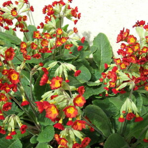 Primula veris 'Sunset Shades'; harilik nurmenukk 'Sunset Shades'