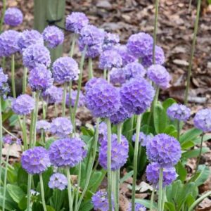 Primula denticulata; kerapriimula