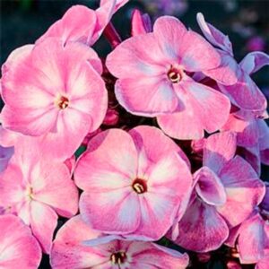 Phlox paniculata 'Younique Old Pink'; aed-leeklill 'Younique Old Pink'