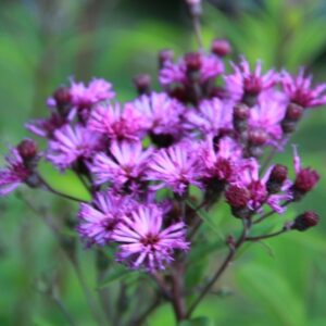 Vernonia crinita 'Mammuth'