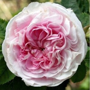 Félicité Parmentier