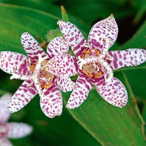 Tricyrtis hirta 'Miyazaki' UUS!