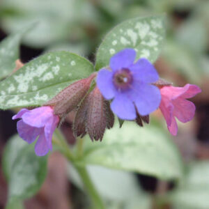 Pulmonaria 'Majesté'; kopsurohi 'Majesté'