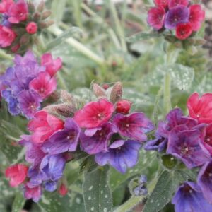 Pulmonaria 'Raspberry Splash'; kopsurohi 'Raspberry Splash'