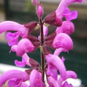 Salvia pratensis 'Sweet Esmeralda'