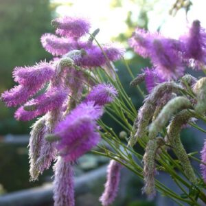 Sanguisorba hybr. 'Pink Brushes'