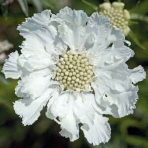 Scabiosa caucasica 'Fama White'