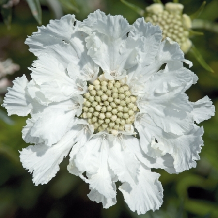 Scabiosa caucasica 'Fama White'