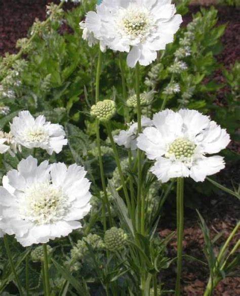 Scabiosa caucasica 'Fama White' - Image 2