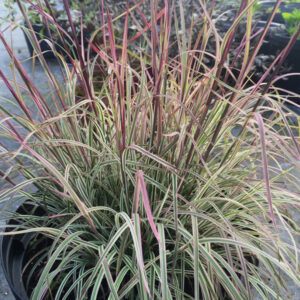 Schizachyrium scoparium 'Chameleon'