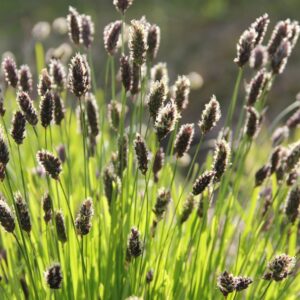 Sesleria heufleriana