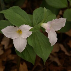 Trillium grandiflorum UUS!