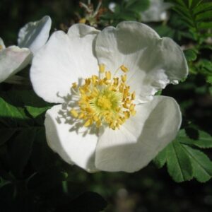 Rosa omeiensis pteracantha