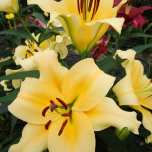 Lilium 'Shine On'
