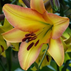Lilium 'Rising Moon'