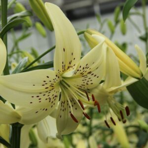 Lilium 'Sweet Surrender'