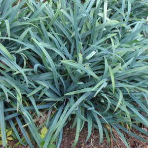 Carex laxiculmis 'Bunny Blue'; laiuv tarn 'Bunny Blue'