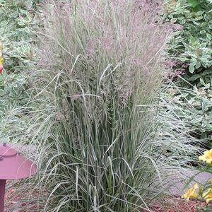 Calamagrostis × acutiflora 'Overdam'; teravaõieline kastik 'Overdam'