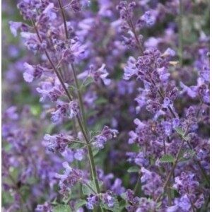 Nepeta x faassenii 'Kit Kat'; Faasseni naistenõges 'Kit Kat'