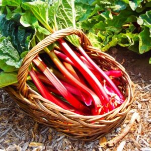 Rheum rabarb. 'Timperley Early'