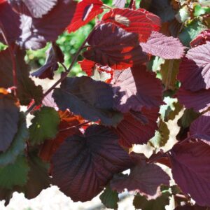 Corylus maxima 'Purpurea'