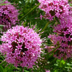 Phuopsis stylosa; keramadar