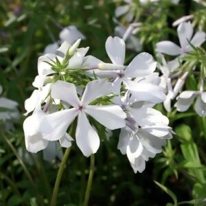 Phlox divaricata 'May Breeze'; kevad-leeklill 'May Breeze'