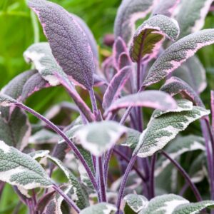 Salvia officinalis 'Tricolor'