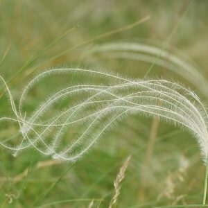 Stipa pulcherrima