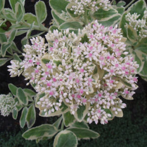 Sedum 'Frosty Morn'