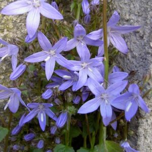 Campanula poscharskyana
