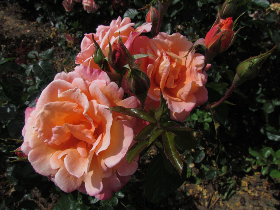 Scent from Heaven -50% - Image 2