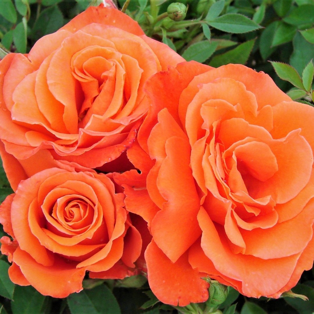 Scent from Heaven -50% - Image 3