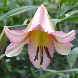 Lilium 'Beijing Moon'