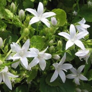 Campanula poscharskyana 'E.H. Frost'; Požarski kellukas 'E. H. Frost'