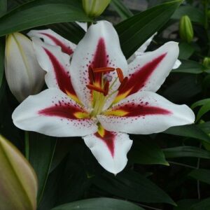 Lilium 'Hachi'