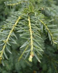 Taxus baccata 'Repandens'