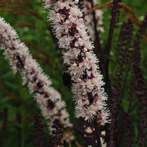 Actaea simplex 'Brunette'