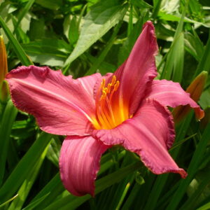 Hemerocallis 'Summer Wine'; päevaliilia 'Summer Wine'